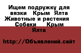 Ищем подружку для вязки - Крым, Ялта Животные и растения » Собаки   . Крым,Ялта